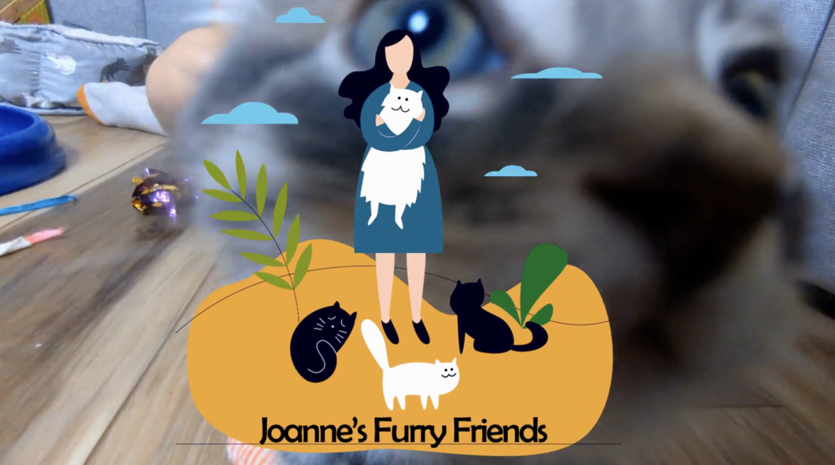 Joanne's Furry Friends is a local cat rescue agency. It was started in 2017. Photo courtesy of Ceili McNichols. 